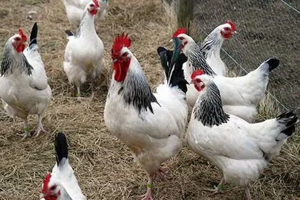 Породи курей м'ясо-яєчного напрямку з фото і описом (напрямки) Породи курей м'ясо-яєчного напрямку з фото і описом