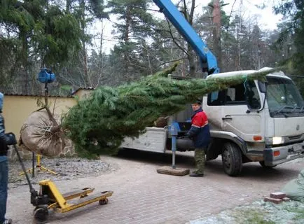Посадка ялини і сосни у себе на ділянці (сосни) Посадка ялини і сосни у себе на ділянці