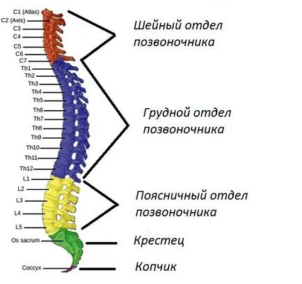 Хребет людини будова нумерація дисків (дисків) Хребет людини будова нумерація дисків