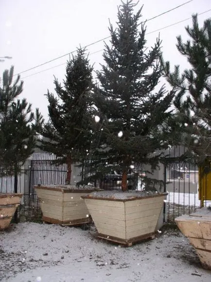 Посадка ялини і сосни у себе на ділянці (сосни) Посадка ялини і сосни у себе на ділянці