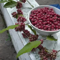 Прайс на саджанці