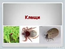 Презентації з біології - завантажити безкоштовно (готові презентації з біології) Презентації з біології - завантажити безкоштовно