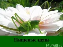 Презентації з біології - завантажити безкоштовно (завантажити безкоштовно презентації з біології) Презентації з біології - завантажити безкоштовно