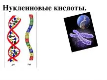 Презентації з біології - завантажити безкоштовно (презентації з біології) Презентації з біології - завантажити безкоштовно