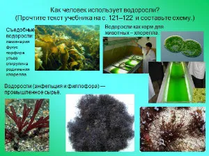 Презентації з біології