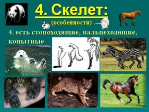 Презентації з біології