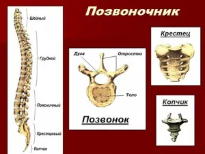 Презентації з біології