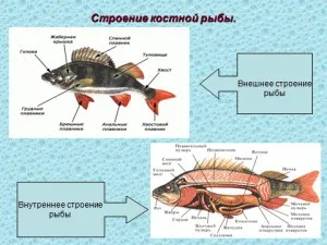 Презентації з біології
