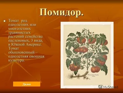 Презентація на тему реферат на тему синьйор помідор - виконав виконав Лаптєва дарья, учениця 4б (учениця 4б класу керівник: керівник: Тихонова І.А.) Презентація на тему реферат на тему синьйор помідор - виконав виконав Лаптєва дарья, учениця 4б