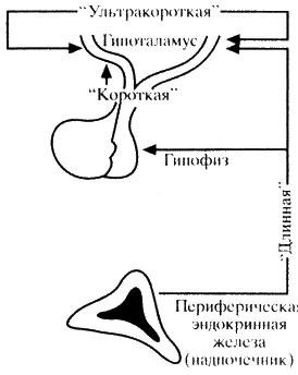 Принцип зворотного зв'язку в регуляції гормонів (кількості кінцевого продукту) Принцип зворотного зв'язку в регуляції гормонів