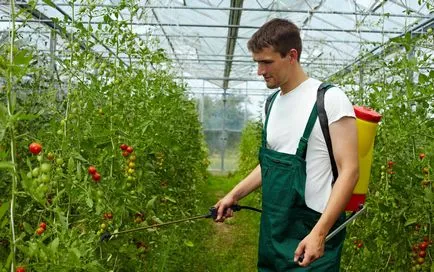 Застосування для томатів бордоської рідини як приготувати суміш для помідорів, опис, відео (застосування) Застосування для томатів бордоської рідини як приготувати суміш для помідорів, опис, відео