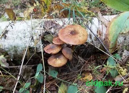 Прикмети погоди восени (Прикмети погоди восени) Прикмети погоди восени