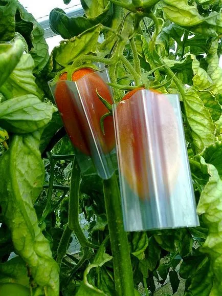 Пристосування для вирощування фігурних овочів і фруктів veggie mold купити, ціни, відгуки, фото, (фруктів) Пристосування для вирощування фігурних овочів і фруктів veggie mold купити, ціни, відгуки, фото,
