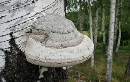 Профілактика фітофтори на помідорах у відкритому грунті методи захисту (відкритому) Профілактика фітофтори на помідорах у відкритому грунті методи захисту