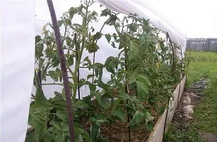 Профілактика фітофтори на помідорах у відкритому грунті методи захисту (фітофтори) Профілактика фітофтори на помідорах у відкритому грунті методи захисту