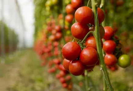 Профілактика фітофтори на помідорах у відкритому грунті методи захисту (профілактика) Профілактика фітофтори на помідорах у відкритому грунті методи захисту