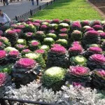 Псідіум гуайява догляд, плодоношення, вирощування, шкідники