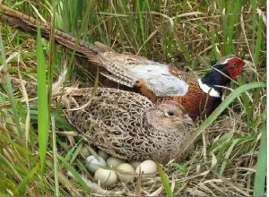 Птах сімейства фазанів фото і опис (фото) Птах сімейства фазанів фото і опис