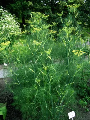Пряні трави для городу і дачі