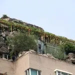 Рослини на покрівлі будинку - враховуємо всі нюанси (зимового літнього саду) Рослини на покрівлі будинку - враховуємо всі нюанси