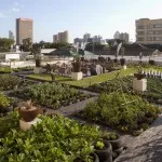 Рослини на покрівлі будинку - враховуємо всі нюанси (зимового літнього саду) Рослини на покрівлі будинку - враховуємо всі нюанси
