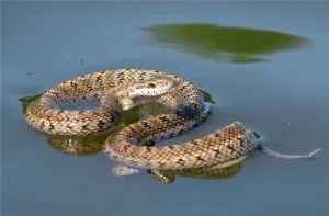 Розповімо, до чого сняться змії в воді (сон змія у воді) Розповімо, до чого сняться змії в воді