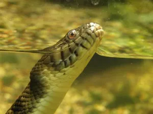 Розповімо, до чого сняться змії в воді (чого) Розповімо, до чого сняться змії в воді