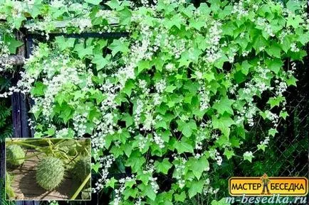 Рослини навколо альтанки (31 фото красивих квітів і прикладів їх висадки) (альтанки) Рослини навколо альтанки (31 фото красивих квітів і прикладів їх висадки)