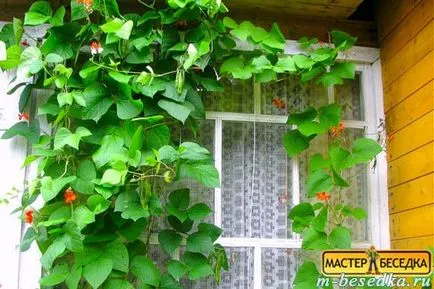 Рослини навколо альтанки (31 фото красивих квітів і прикладів їх висадки) (рослини) Рослини навколо альтанки (31 фото красивих квітів і прикладів їх висадки)