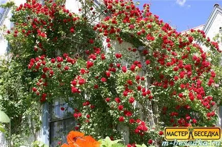 Рослини навколо альтанки (31 фото красивих квітів і прикладів їх висадки) (фото) Рослини навколо альтанки (31 фото красивих квітів і прикладів їх висадки)