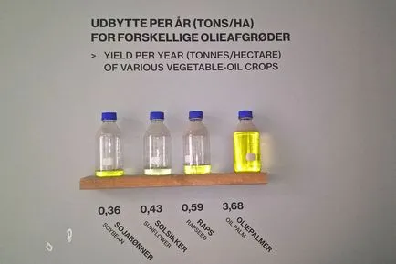 Ріпак - рослина майбутнього (рослина) Ріпак - рослина майбутнього