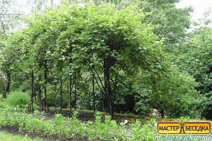 Рослини навколо альтанки (31 фото красивих квітів і прикладів їх висадки) (рослини) Рослини навколо альтанки (31 фото красивих квітів і прикладів їх висадки)