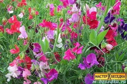 Рослини навколо альтанки (31 фото красивих квітів і прикладів їх висадки) (фото) Рослини навколо альтанки (31 фото красивих квітів і прикладів їх висадки)