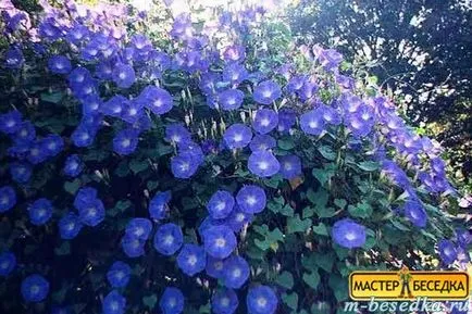 Рослини навколо альтанки (31 фото красивих квітів і прикладів їх висадки) (рослини) Рослини навколо альтанки (31 фото красивих квітів і прикладів їх висадки)