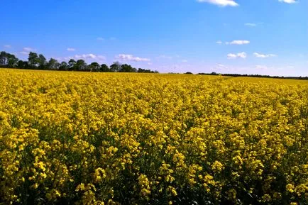 Ріпак - рослина майбутнього (майбутнього) Ріпак - рослина майбутнього