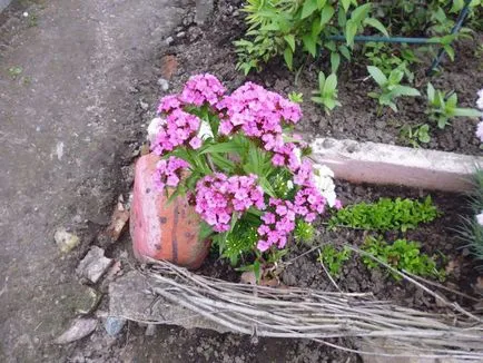 Розповідь про квіти для дітей 5-8 років (квіткові) Розповідь про квіти для дітей 5-8 років