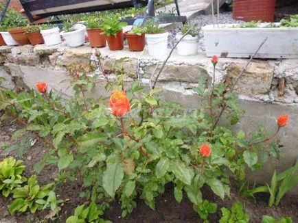 Розповідь про квіти для дітей 5-8 років (Букарев) Розповідь про квіти для дітей 5-8 років