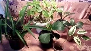 Різновиди фікусів види з фото і назвами