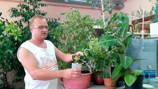 Різновиди фікусів види з фото і назвами