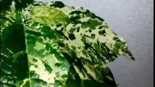 Різновиди фікусів види з фото і назвами