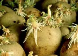 Паростки картоплі - лікування суглобів (картоплі) Паростки картоплі - лікування суглобів