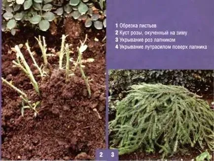 Троянди - посадка саджанців і подальший догляд за квітами (вирощування троянд) Троянди - посадка саджанців і подальший догляд за квітами