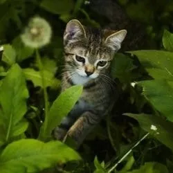 Ектопаразити у кішок лікування, опис препаратів - все про котів і кішок з любов'ю (препаратів) Ектопаразити у кішок лікування, опис препаратів - все про котів і кішок з любов'ю