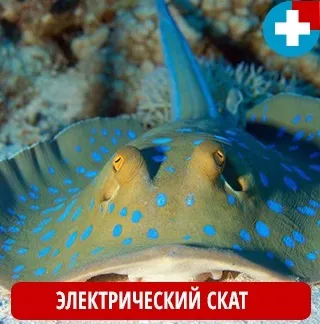Якщо вас вколов скат - перша допомога (допомога) Якщо вас вколов скат - перша допомога