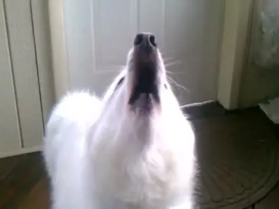 Якщо собака виє