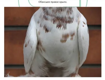 Сальмонельоз у голубів, лікування та профілактика (статті) Сальмонельоз у голубів, лікування та профілактика