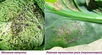 Салат - вирощування і догляд у відкритому грунті фото, відео (відкритому) Салат - вирощування і догляд у відкритому грунті фото, відео