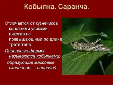 Салат - вирощування і догляд у відкритому грунті фото, відео (догляд) Салат - вирощування і догляд у відкритому грунті фото, відео