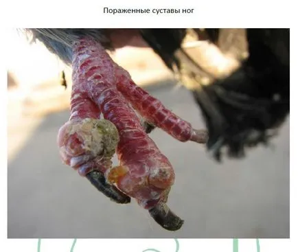 Сальмонельоз у голубів, лікування та профілактика (статті) Сальмонельоз у голубів, лікування та профілактика