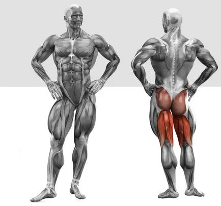 Найефективніші вправи на біцепс стегна - зожнік (stiff dead lift) Найефективніші вправи на біцепс стегна - зожнік